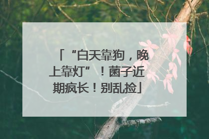 “白天靠狗，晚上靠灯”！菌子近期疯长！别乱捡