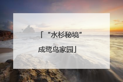 “水杉秘境”成鹭鸟家园