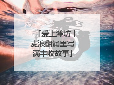 爱上潍坊丨麦浪翻涌里写满丰收故事