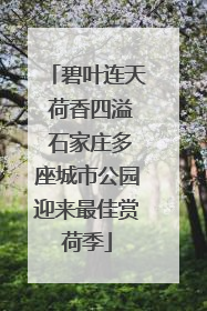 碧叶连天 荷香四溢 石家庄多座城市公园迎来最佳赏荷季