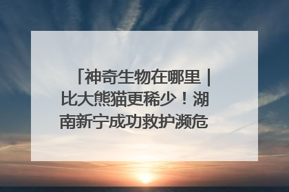 神奇生物在哪里｜比大熊猫更稀少！湖南新宁成功救护濒危鸟类海南鳽
