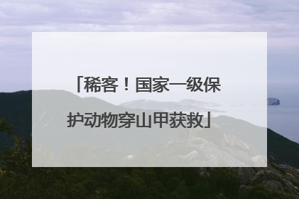 稀客！国家一级保护动物穿山甲获救