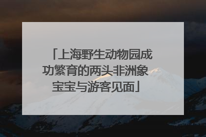上海野生动物园成功繁育的两头非洲象宝宝与游客见面