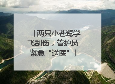 两只小苍鹭学飞刮伤，管护员紧急“送医”