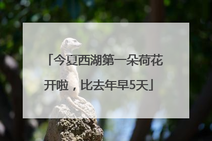 今夏西湖第一朵荷花开啦，比去年早5天