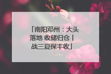 南阳邓州：大头落地 收储归仓丨战三夏保丰收