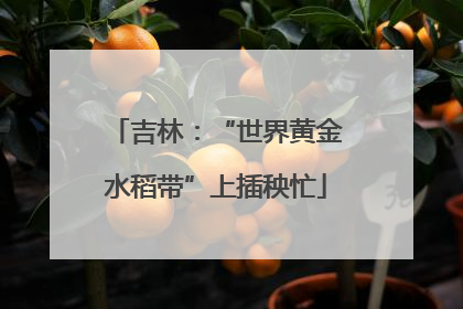 吉林：“世界黄金水稻带”上插秧忙