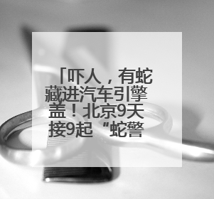 吓人，有蛇藏进汽车引擎盖！北京9天接9起“蛇警”