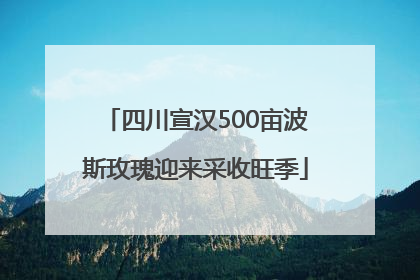 四川宣汉500亩波斯玫瑰迎来采收旺季