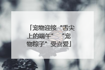 宠物迎接“舌尖上的端午” “宠物粽子”受喜爱