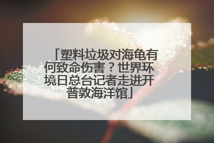 塑料垃圾对海龟有何致命伤害？世界环境日总台记者走进开普敦海洋馆