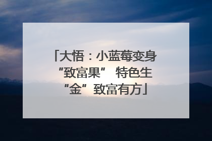 大悟：小蓝莓变身“致富果” 特色生“金”致富有方