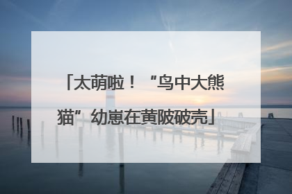 太萌啦！“鸟中大熊猫”幼崽在黄陂破壳