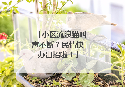 小区流浪猫叫声不断？民情快办出招啦！