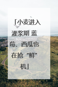 小麦进入灌浆期 蓝莓、西瓜也在抢“鲜”机