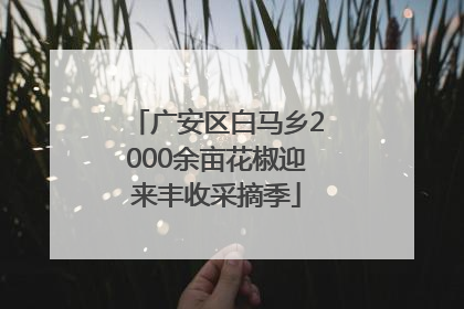 广安区白马乡2000余亩花椒迎来丰收采摘季