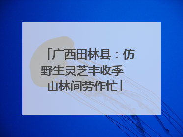 广西田林县：仿野生灵芝丰收季 山林间劳作忙