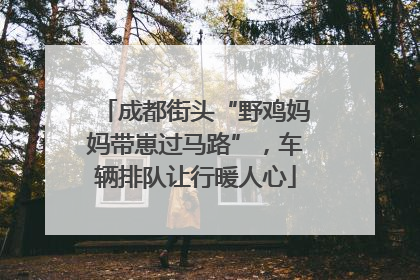 成都街头“野鸡妈妈带崽过马路”，车辆排队让行暖人心