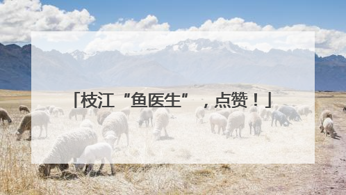 枝江“鱼医生”，点赞！