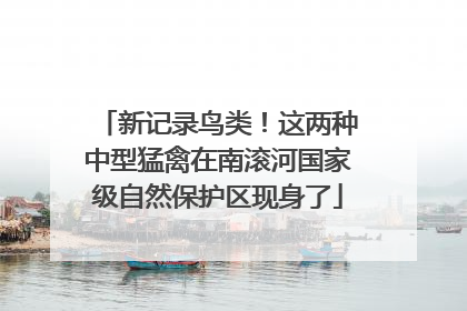 新记录鸟类！这两种中型猛禽在南滚河国家级自然保护区现身了