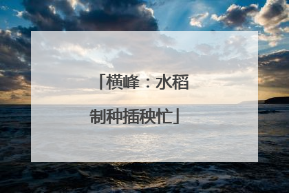 横峰：水稻制种插秧忙