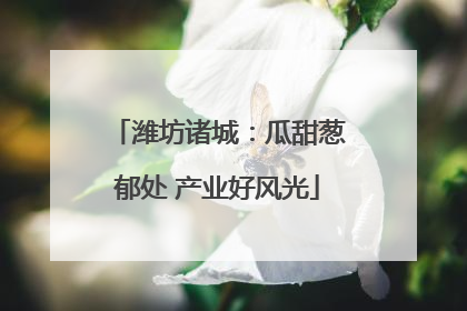 潍坊诸城：瓜甜葱郁处 产业好风光