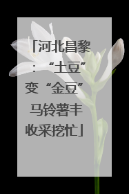 河北昌黎：“土豆”变“金豆” 马铃薯丰收采挖忙