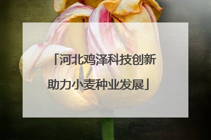 河北鸡泽科技创新助力小麦种业发展