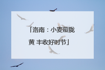 洛南：小麦覆陇黄 丰收好时节