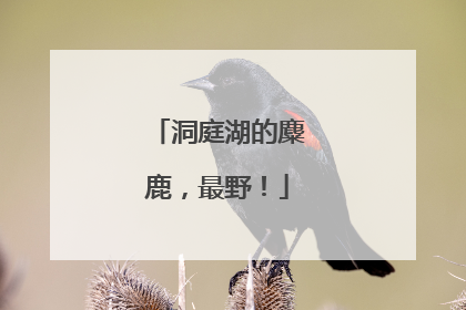 洞庭湖的麋鹿，最野！