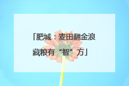肥城：麦田翻金浪藏粮有“智”方