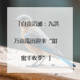 自贡沿滩：九洪万亩瓜田迎来“甜蜜丰收季”
