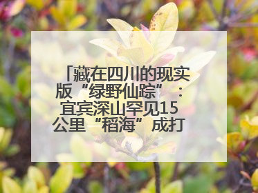 藏在四川的现实版“绿野仙踪”：宜宾深山罕见15公里“稻海”成打卡新地标