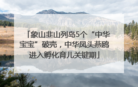 象山韭山列岛5个“中华宝宝”破壳，中华凤头燕鸥进入孵化育儿关键期