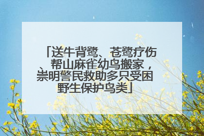 送牛背鹭、苍鹭疗伤、帮山麻雀幼鸟搬家，崇明警民救助多只受困野生保护鸟类