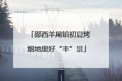郧西羊尾镇初夏烤烟地里好“丰”景