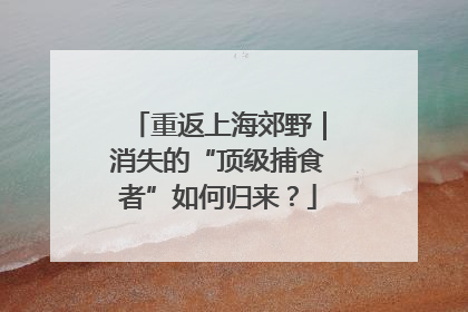 重返上海郊野｜消失的“顶级捕食者”如何归来？