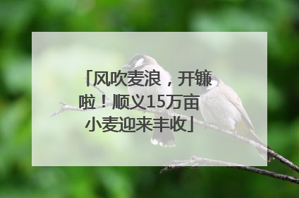 风吹麦浪，开镰啦！顺义15万亩小麦迎来丰收
