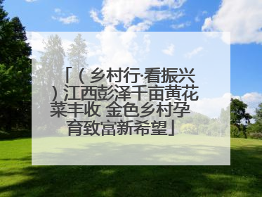（乡村行·看振兴）江西彭泽千亩黄花菜丰收 金色乡村孕育致富新希望
